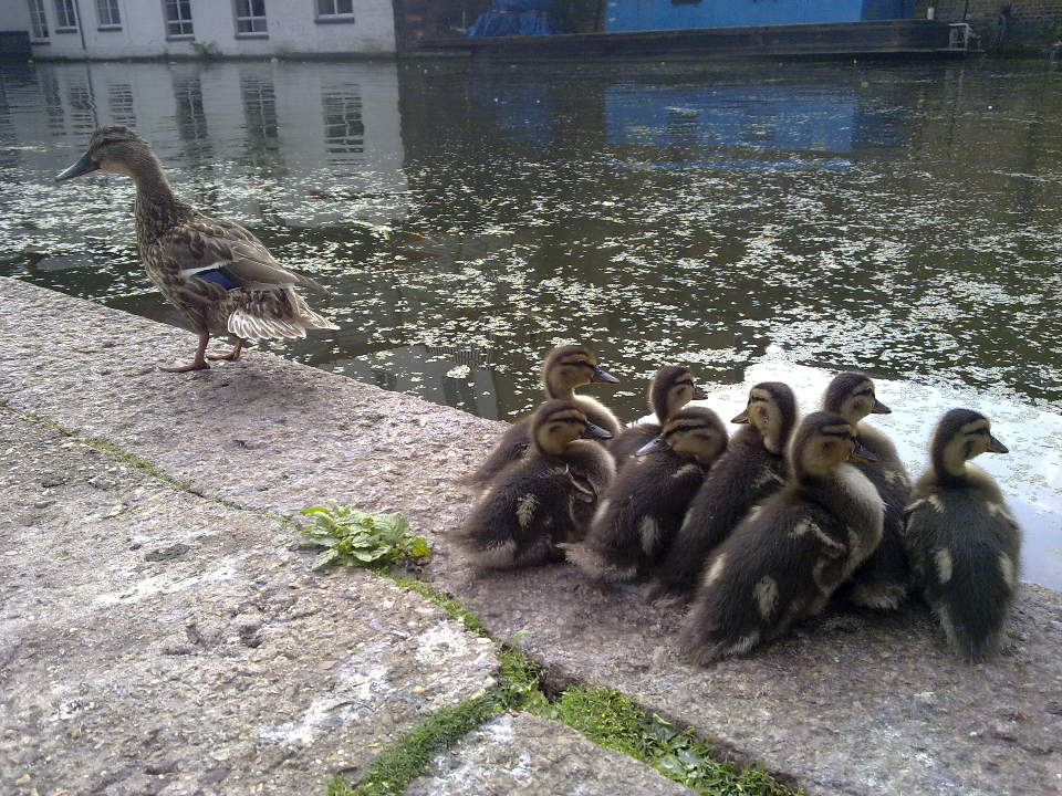 Ducklings