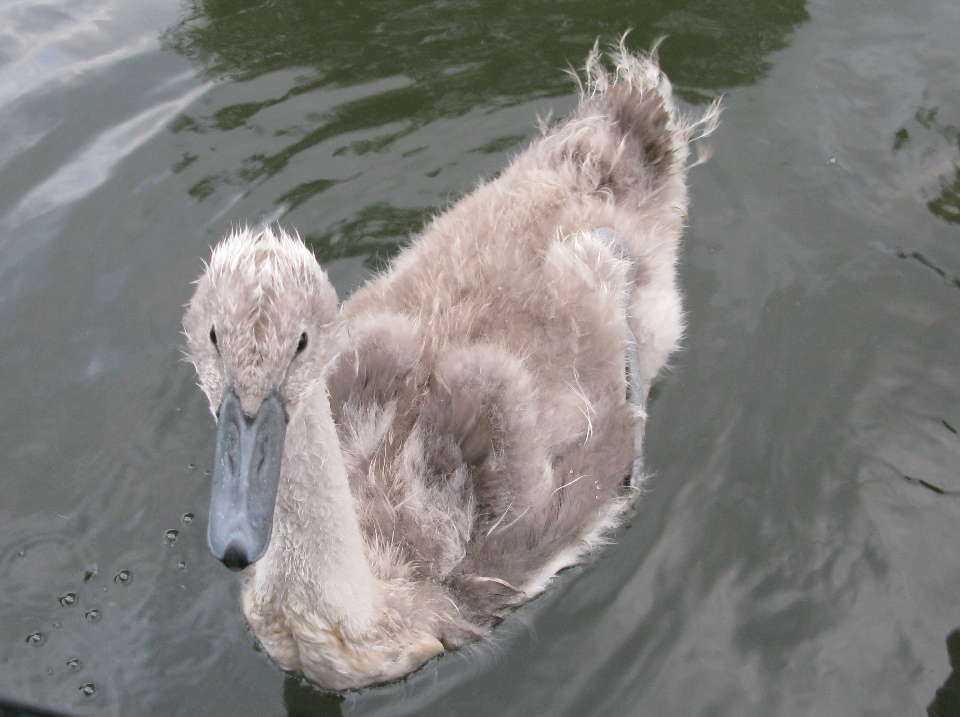 Cygnet