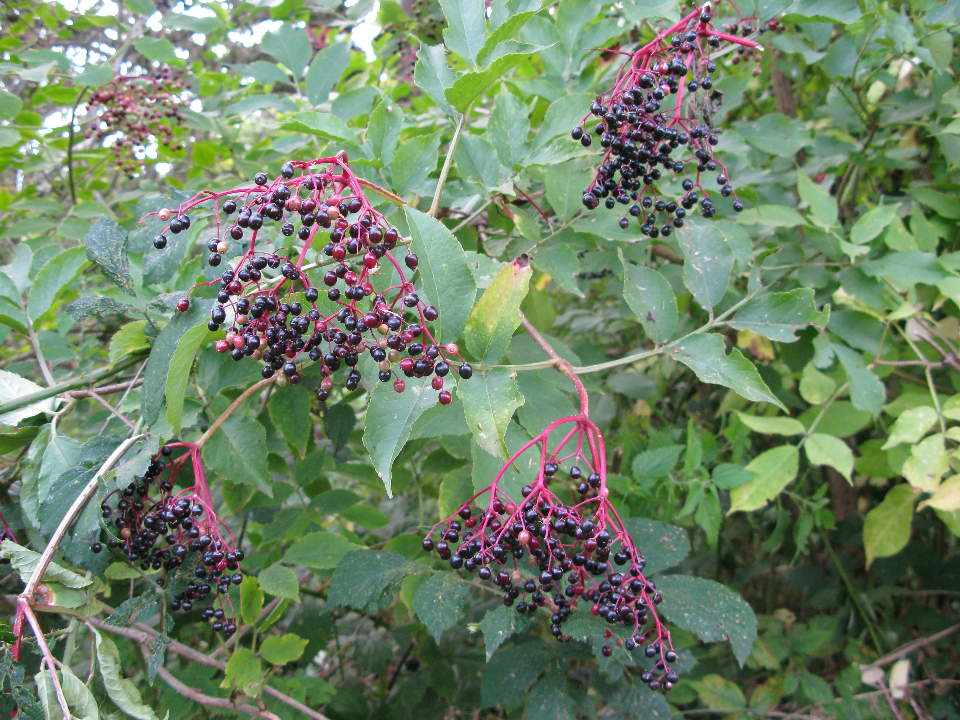 Elderberries