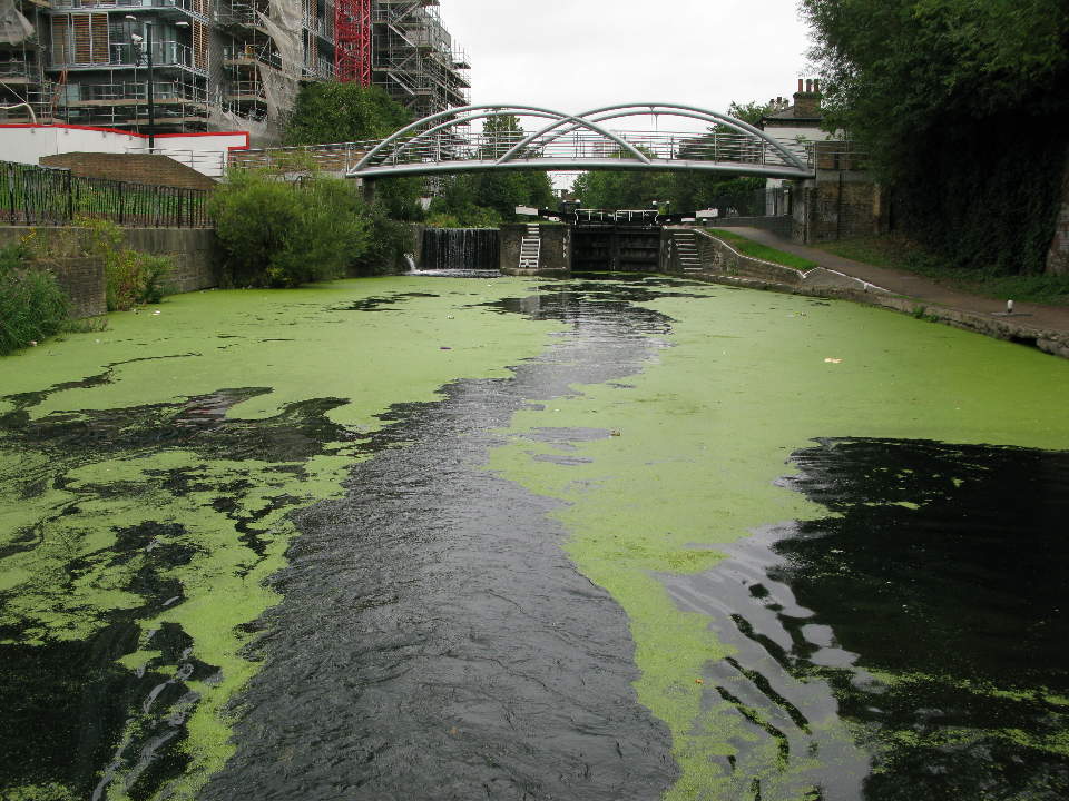Green water