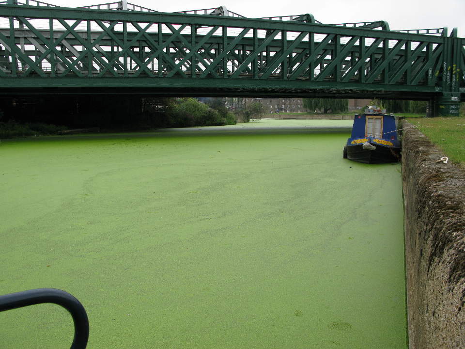 Green water