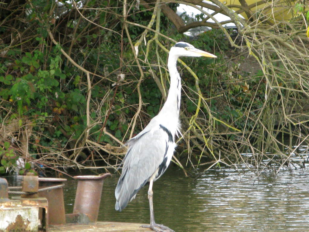 Heron