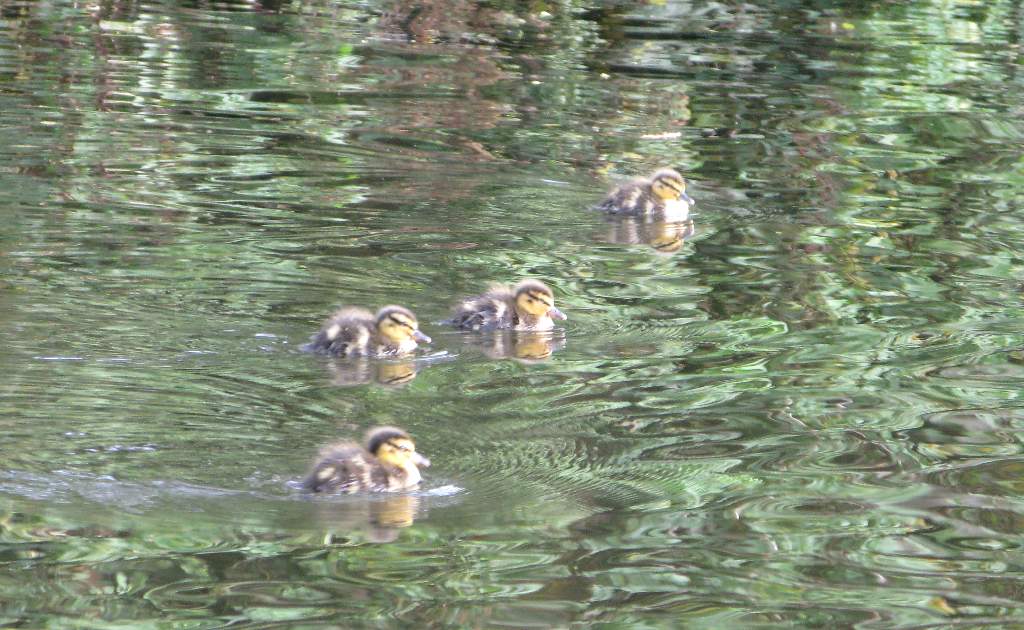 Ducklings