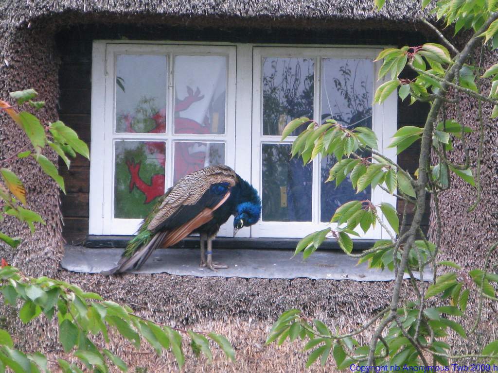 Peacock