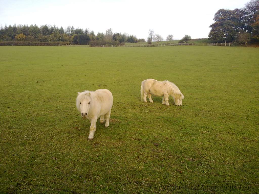 Little Ponies