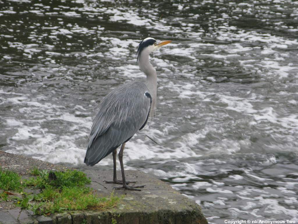 Harry the Herron
