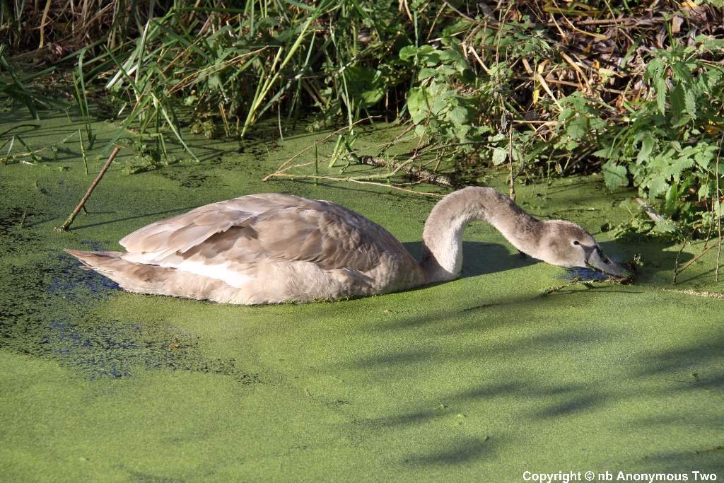 Cygnet