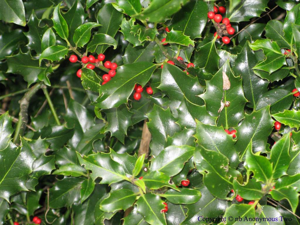 Holly