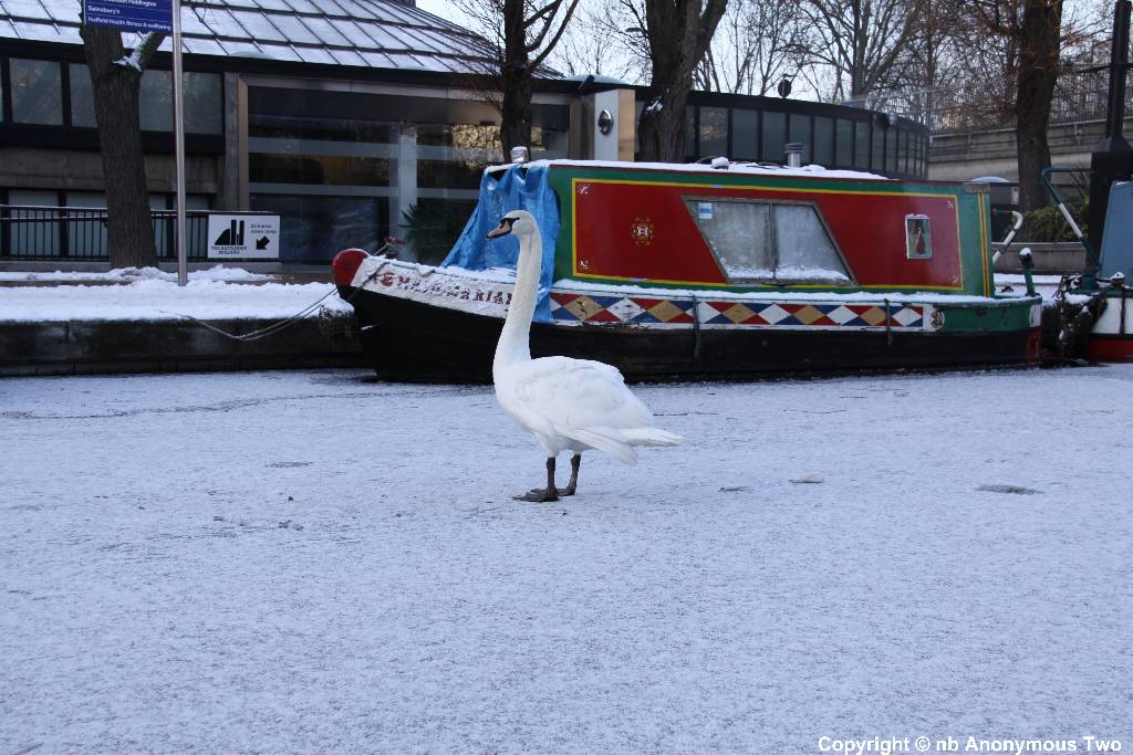 Swan