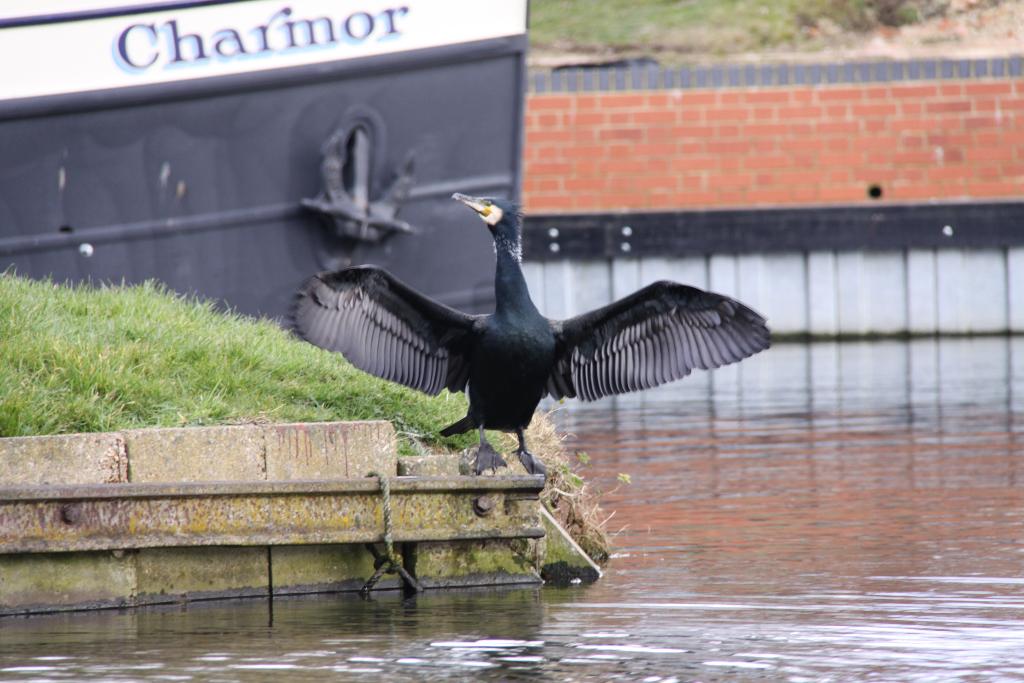 Cormorant