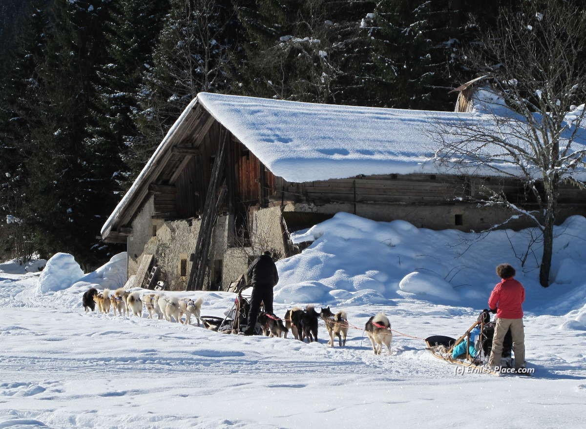 Photo Image Of: Working Huskies - Les Contamines Montjoie