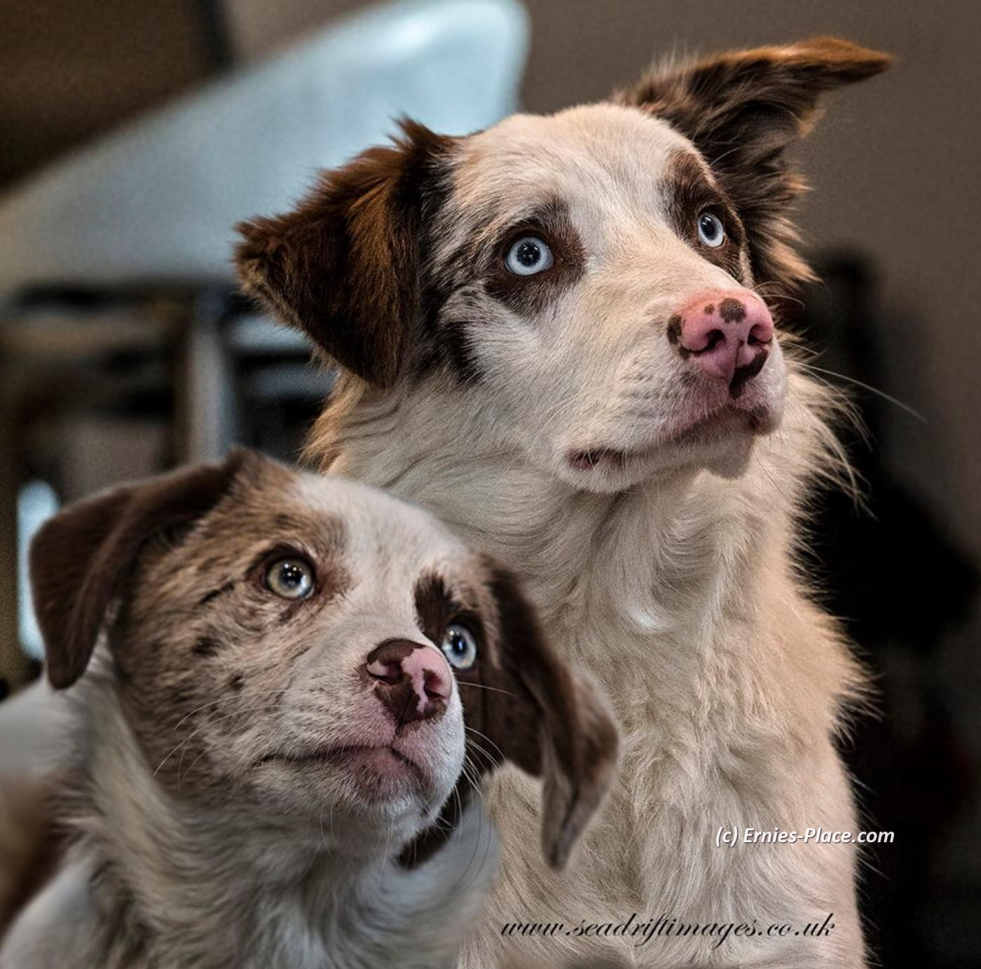 Photo Image Of: Puppies Tegan and Milo