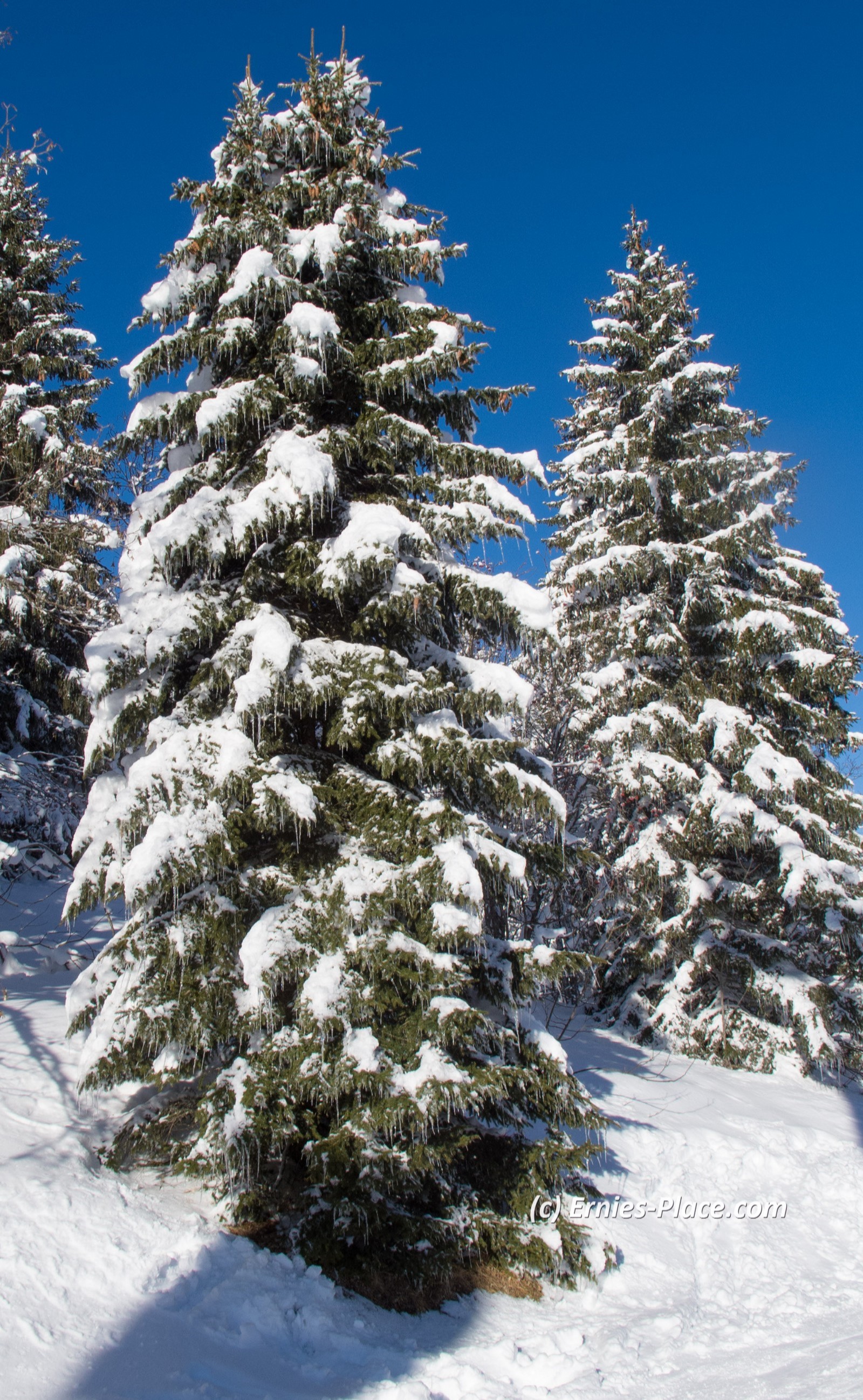 Photo Image Of: Icicles on the trees