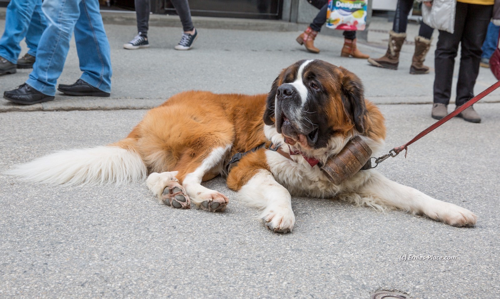 Photo Image Of: St Bernard
