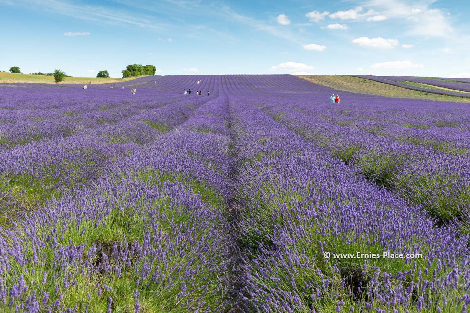 Photo Image Of: Hitchin Lavender Fields