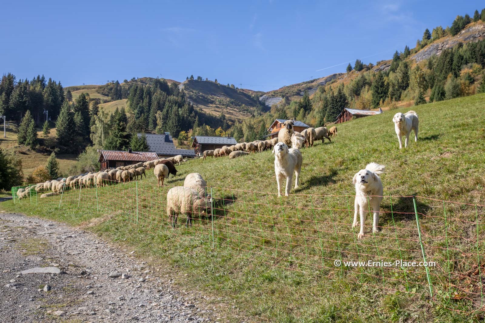 Photo Image Of: Mountain sheep dogs protecting their flock