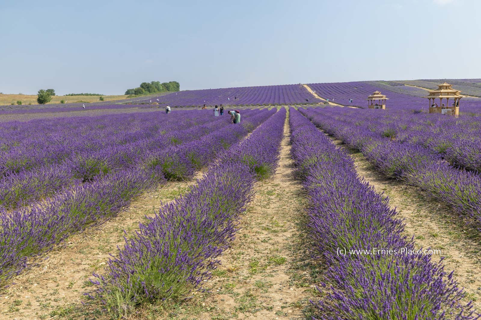 The Lavender Fields - Looking good this year