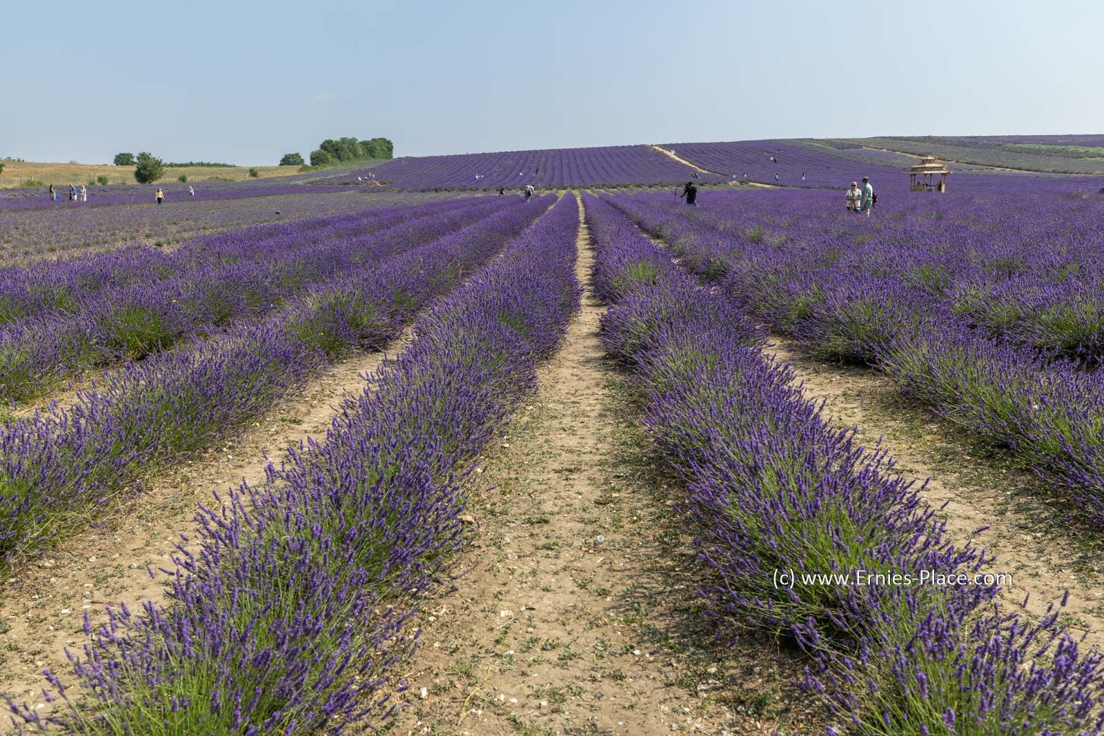 The Lavender Fields