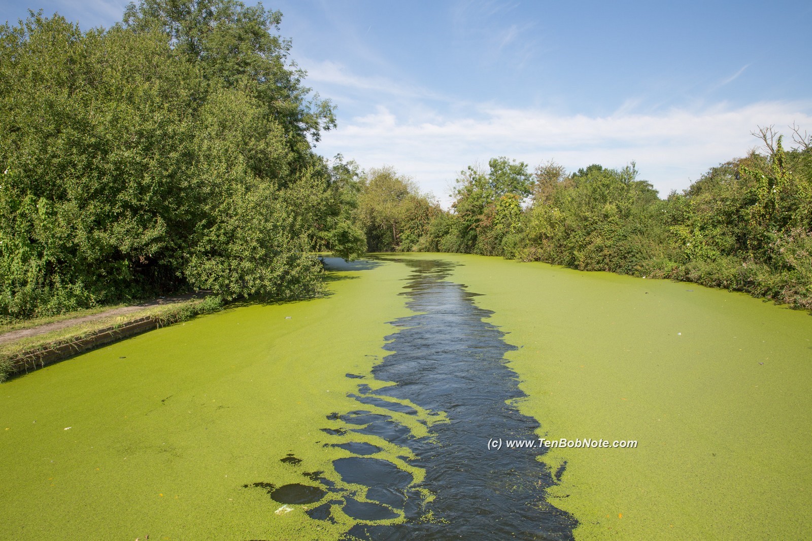 The water is a bit green at the moment  