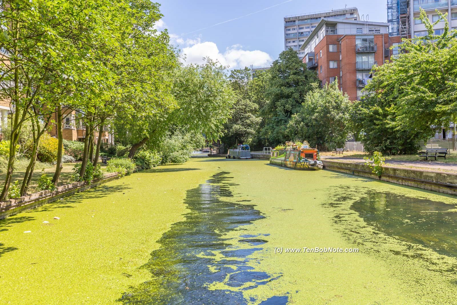 Green watercress on the canals Little Venice 