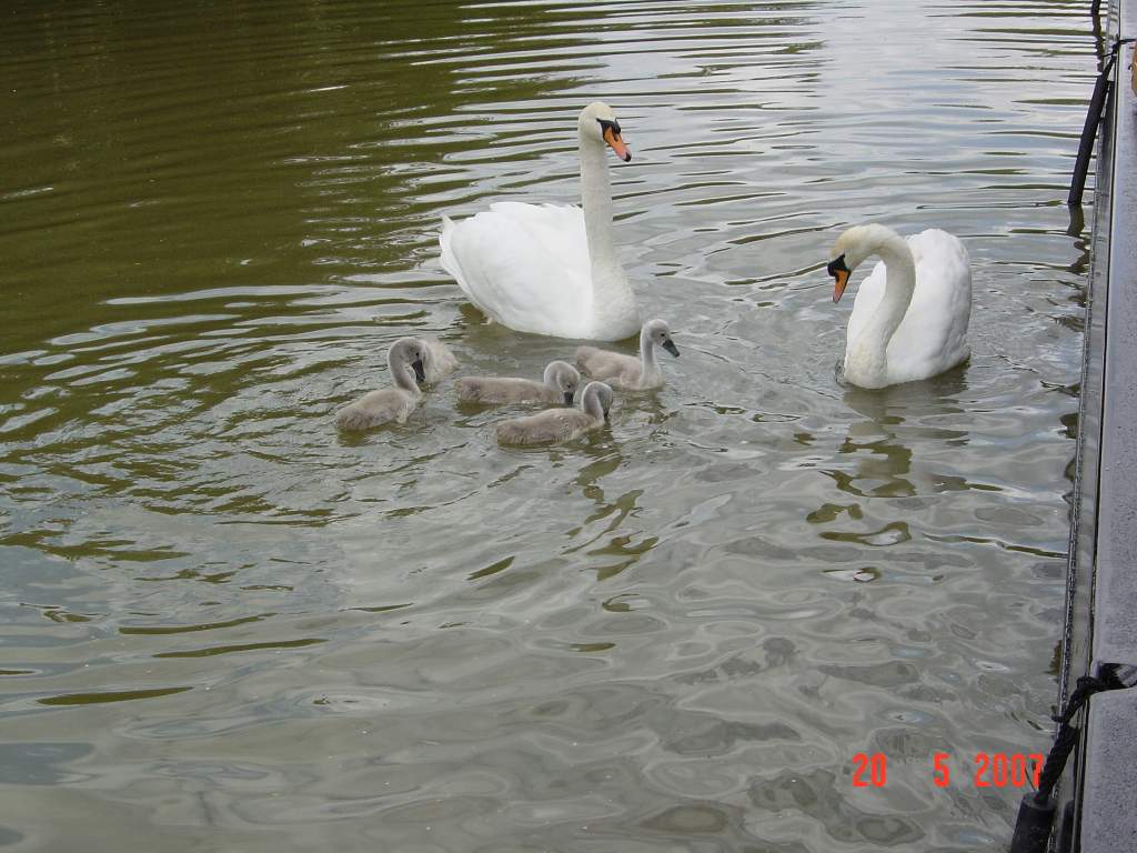 Swan family