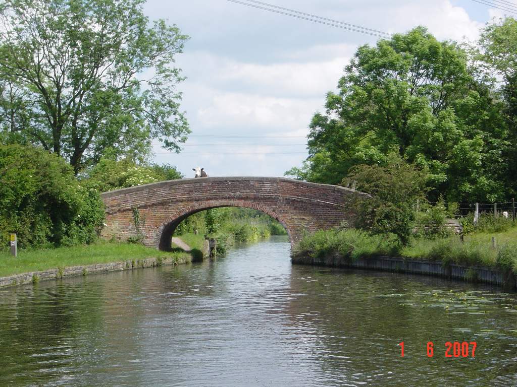 Cow on bridge