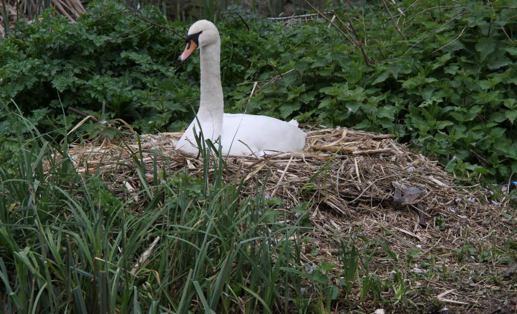 swan