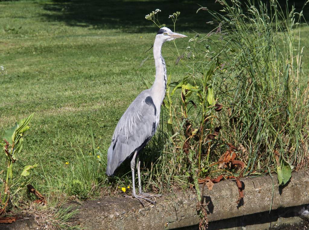 heron