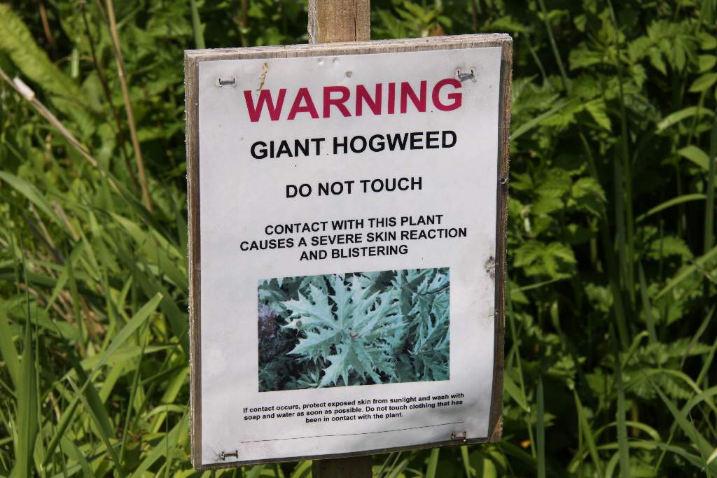 Hogweed