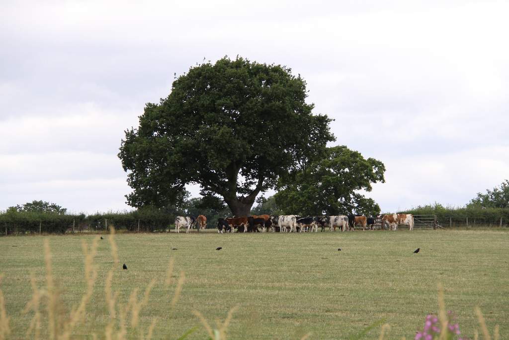 cows