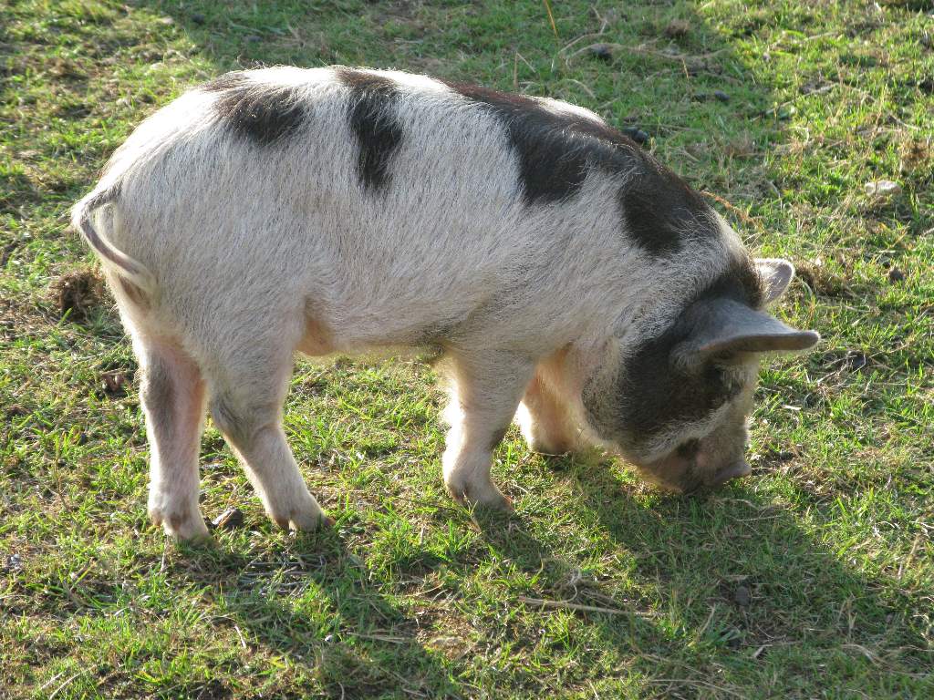 pigs
