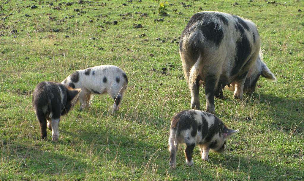pigs