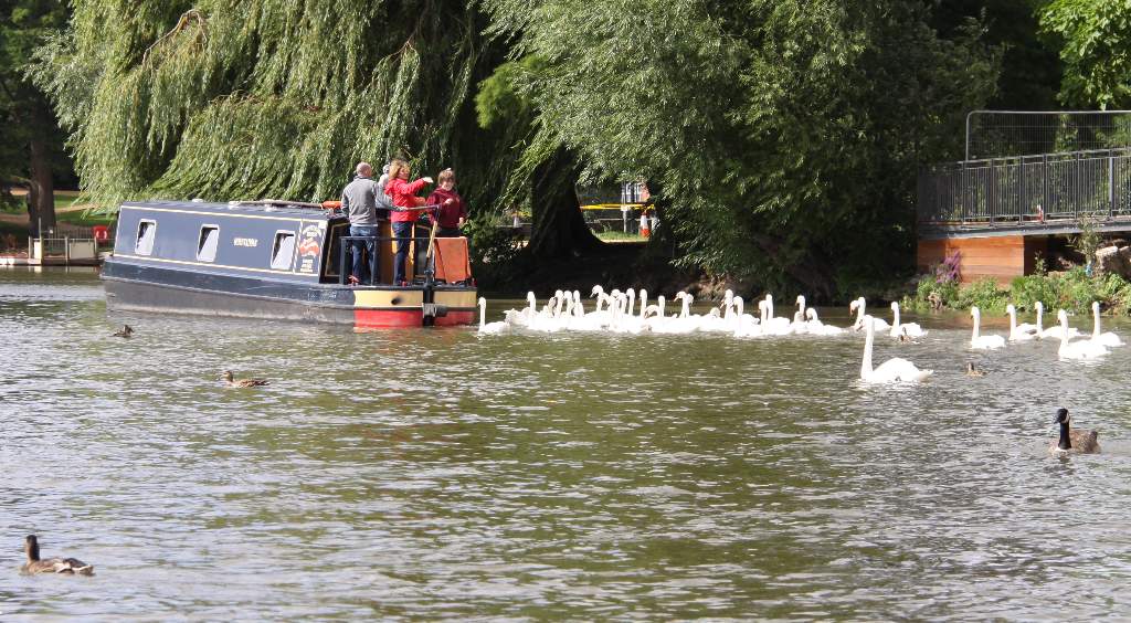 swans
