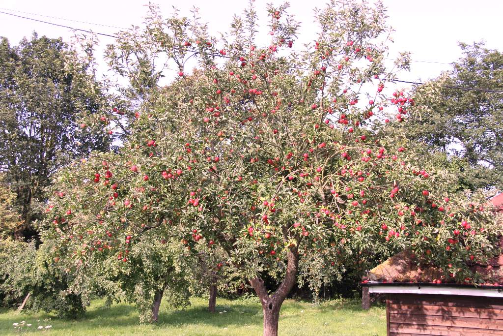 apples